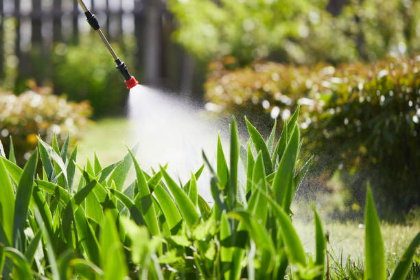 24/7 Emergency Termite Control experts in Mapleton, UT